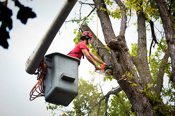 Trusted Fairview Heights, IL Tree Removal and Landscaping Services Experts